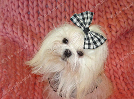 Gorgeous Babydoll KC Registered Korean Maltese Adult Girl 2 Years Old