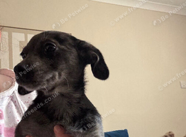 Miniature daschound