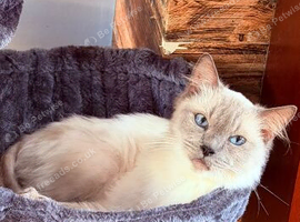 Female tica and gccf un neutured ragdoll