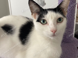 Gorgeous female cat - ready for loving home