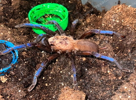 Stunning Tarantulas!!! &ndash; AFs, SAFs, Pairs