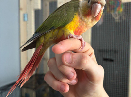 Baby pineapple conure