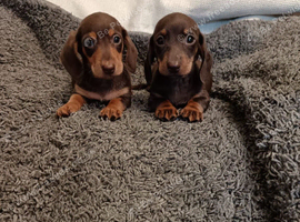 chocolate Dachshund puppies