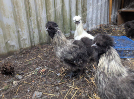Silkies cocks