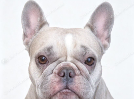 French bulldog Millie