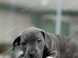 Blue staffies