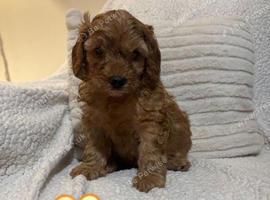 Beautiful Cavapoo Puppies Ready For Loving Forever Homes