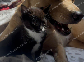 Cute kittens used to dogs