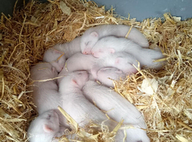 Ferret kits