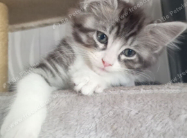 12 week old 4 maincoon kittens