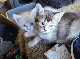 3 x Half bengal kittens for sale
