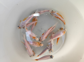 Japanese koi Kikusui non metallic, light and dark (some being more white, some being more orange) mix 6-8 inch (QTY.45)