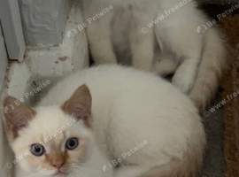 Last 2 Himalayan X Chinchilla Persian Kittens Looking for a home