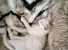 Turkish Angora kittens