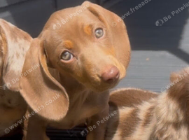 Only 1 puppy left! KC registered miniature dachshunds