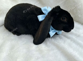 RARE Velveteen baby rabbit