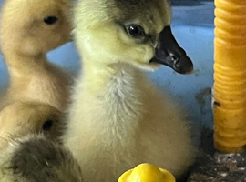 Chinese Goslings hatched 23/5/26