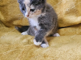 5 Playful kittens are looking for new homes