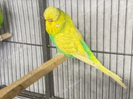 Exhibition Budgies