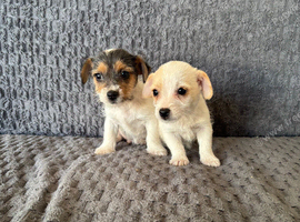 Jack Russell Puppies