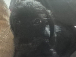 Puppies