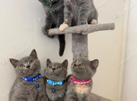 British shorthair kittens 3 left