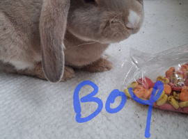 Mini lop x mini rex bunnies seeking loving home