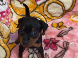 Beautiful mini pinscher