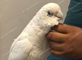 Handreard bear- eyed cockatoo for sale or px