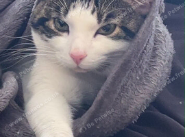 Needs rehoming