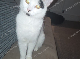 Oreo