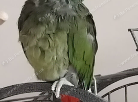 Female maximilian pionus