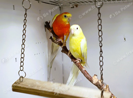 Redrump Parakeets available, stunning bonded pair