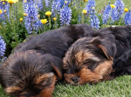 Amazing Yorkshire terrier puppies