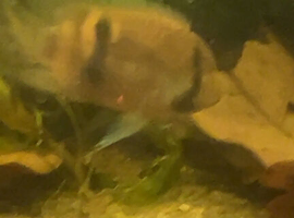 6 rummynoses 5 black skirts 1 angel fish 1 keyhole cichlid
