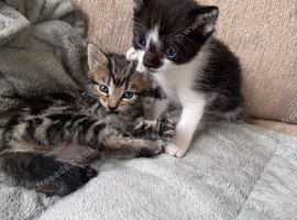 Lovely kittens