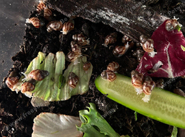 Baby African land snails for sale