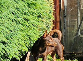 Lancashire Heeler puppies for sale
