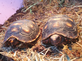 red foot 5 year old tortoises and others