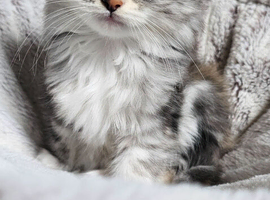 Beautiful kittens ready now
