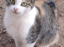 12 week old tabby kitten , vaccinated & litter trained--B1 Birmingham