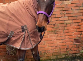 Standardbred Gorgeous boy for sale