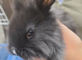 Lionhead cross boy