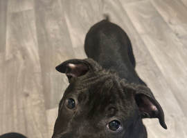 Female Puppy