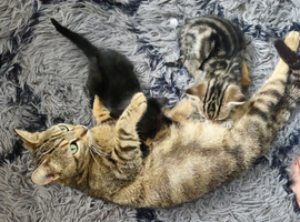 4 beautiful kittens left
