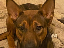 Planned litter of extremely high potential Belgian dutch Shepard pups coming soon !!!!!