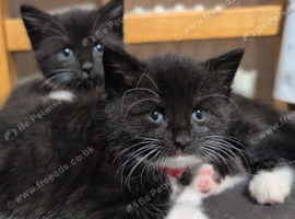 RAGDOLL CROSSES