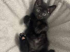 4 kittens looking for their forever home