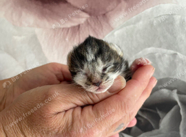 3 little kittens for sale