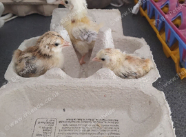 Serama bantam hatching eggs